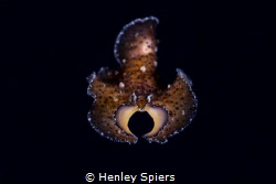 Flatworm swimming on a bonfire dive by Henley Spiers 